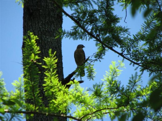 Red-shouldered hawks often perch to watch for ground prey.
