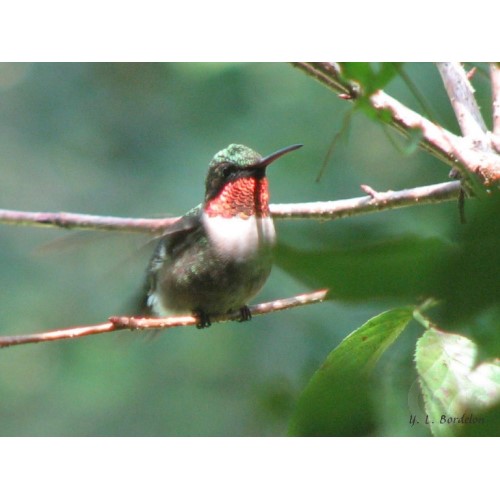 Male ruby-throated hummingbird after chase