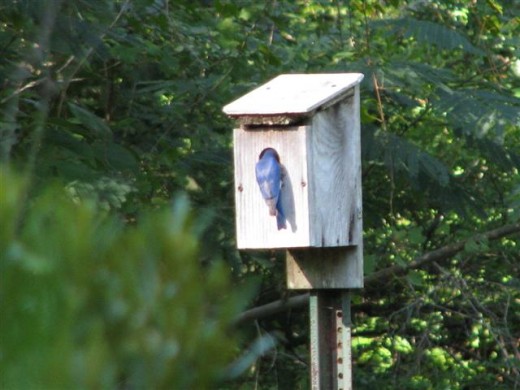 Male eastern Bluebird feeding the young.