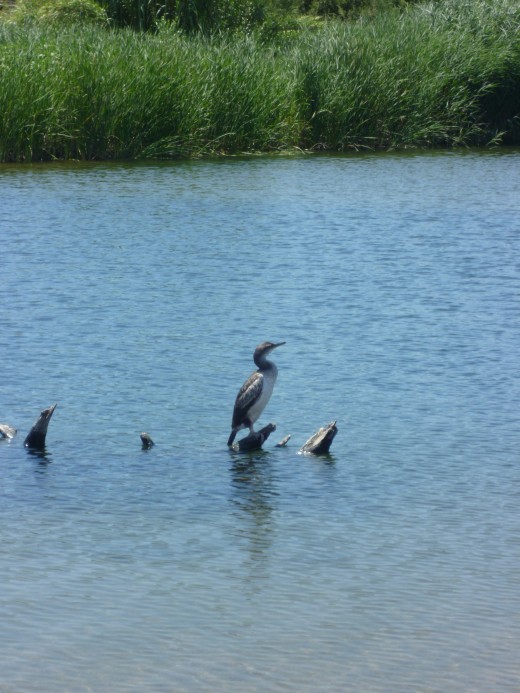 just behind the beach a lake with Cormorans. 