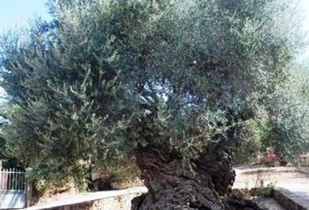the most ancient olive tree - over 5000 years - in Crete, Chania. 
