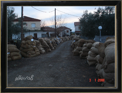 full sacks with olives waiting for their turn to be pressed