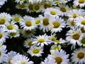 The Color Of White Flowers And Plants For Your Backyard Garden Design
