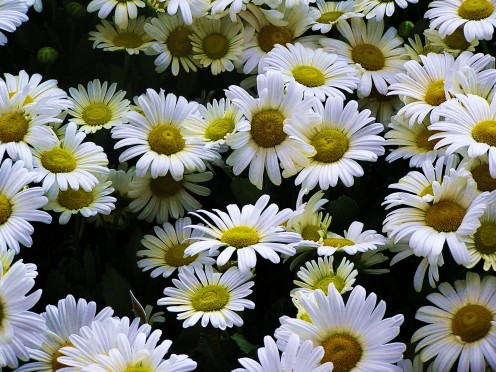 Crisp, white Chrysanthemums ~ Daisy type with yellow button.