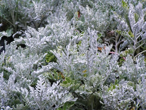 A grouping of lovely white-silver Dusty Miller.