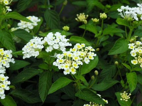 Pretty white Lantana.  Creamy Yellow throats appear as they mature.
