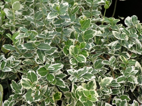 Close-up foliage of variegated Vinca.