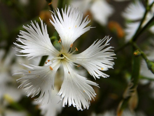 Close-up of white Dianthus.
