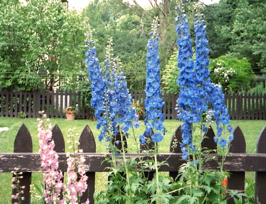 Blue and pink delphinium.  Photo by timorous