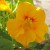 Nasturtium (click to view full size) Nasturtium (click to view full size)