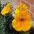 Nemesia (click to view full size) Nemesia (click to view full size)