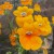 Nemesia (click to view full size) Nemesia (click to view full size)