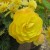 Begonia (click to view full size) Begonia (click to view full size)