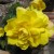 Begonia (click to view full size) Begonia (click to view full size)