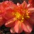 Begonia (click to view full size) Begonia (click to view full size)