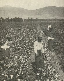 Authentic Black-American slaves working in the fields, 19th century