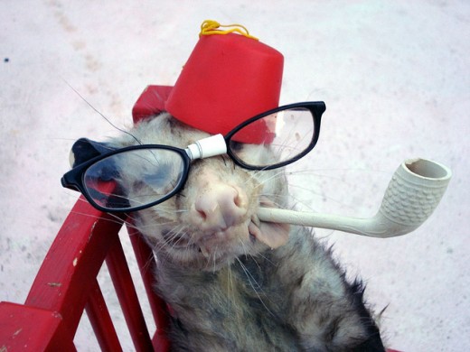 Hey, it could be worse, right? You could be a dead possum wearing a fez and glasses.