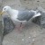 A glaucous-winged gull A glaucous-winged gull