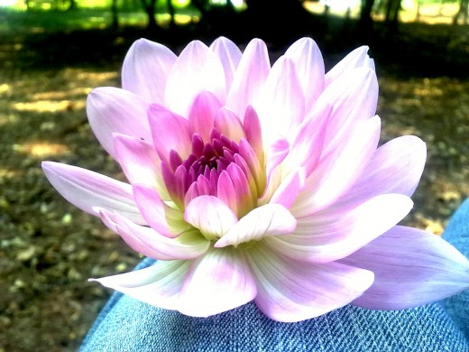 Stunning flower on the knee.