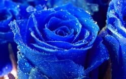 Free Verse Poetry 'The Blue Rose Titan'
