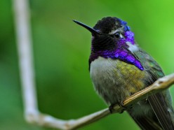 Simple Ways to Attract Wild Birds to Your Backyard and Flower Gardens