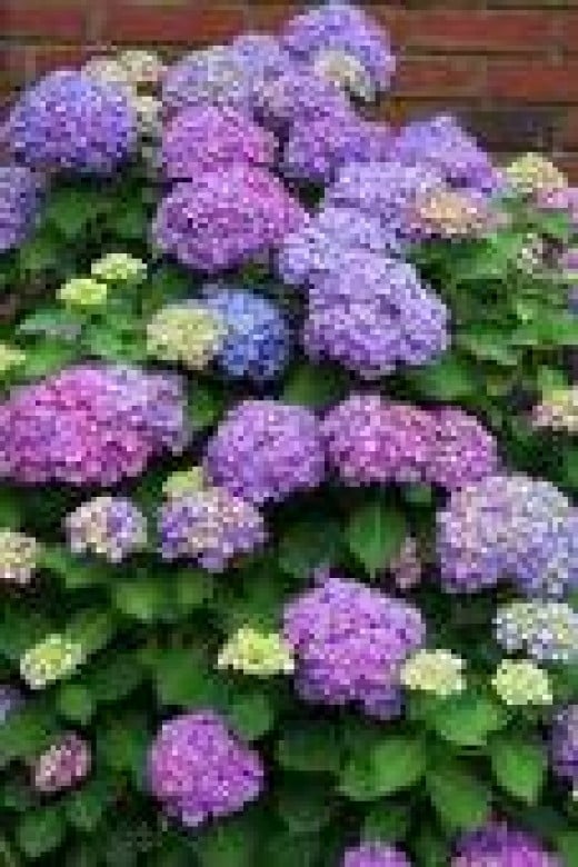 Shade Gardening In Rocky Soil Dengarden