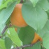 Nourish Niagara profile image
