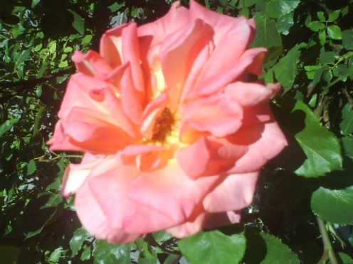 Roses in My Garden