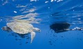 Why are plastic bags bad for the environment?