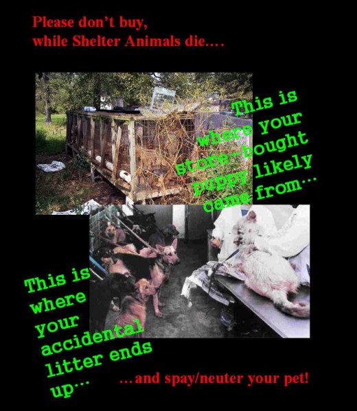 Spay/Neuter poster made by me!