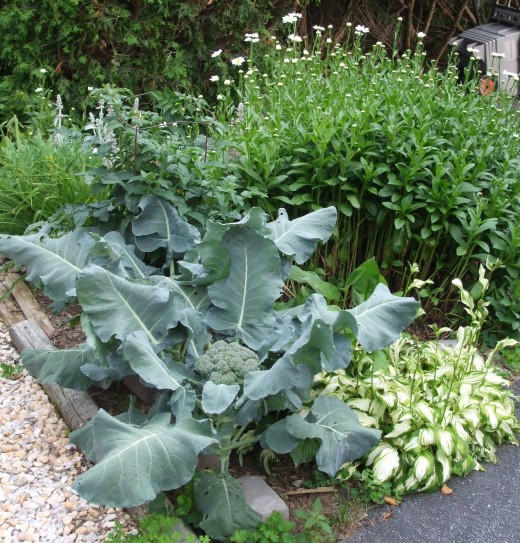 Broccoli, and behind it, one cherry tomato plant, with daisies, hosta and daylilies in our front side garden.