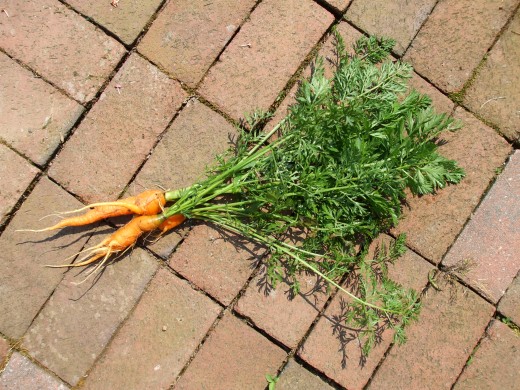 Look at these miserable little carrots.  And they are some of my best ones.