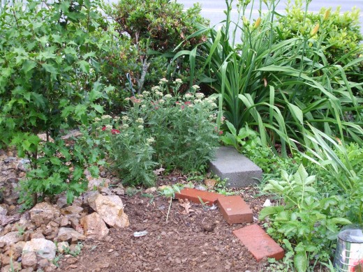 Then you come upon the plot for bean plants in front of lovely yarrow.