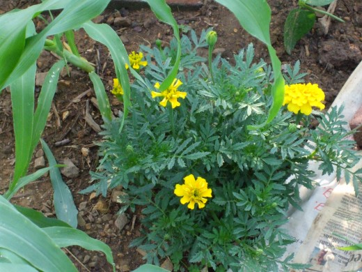 Corn to the left - leaves are visible - and marigolds in the front street plot.