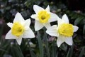 When To Order Tulip and Daffodil Bulbs