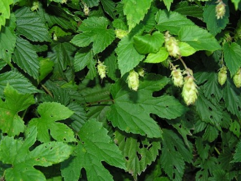 Hops