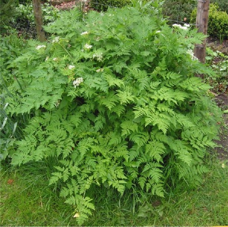 Chervil (Anthriscus cerefolium), hardy annual, 1628" tall width of 6 to 12 inches small white flowers form small umbels.   Sometimes referred to as gourmets parsley, chervil is used to season poultry, seafood, and young vegetables.  It prefers a cool