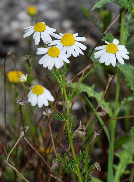 Chamomile (German) (Matricaria recutita), perennial,  white daisy-like florets with strong, aromatic smell, grows up to 23" tall, prefers semi-dry soil.  Used in teas for its calming effect.