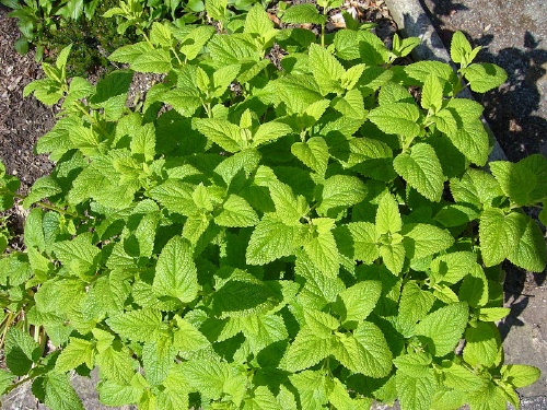 Lemon Balm (Melissa officinalis), perennial, 27-59" tall, grows in well-drained sandy soil, in partial shade, grows in clumps. 