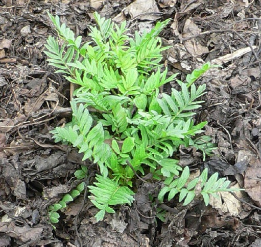 Valerian (Valeriana officinalis), hardy perennial, 16" tall, prefers damp/moist soil in partial shade, sweet scented pale pink to white flowers. 