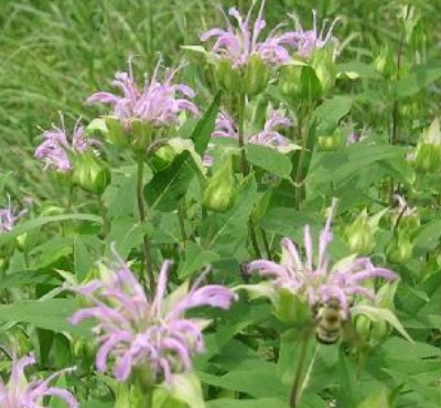Monarda didyma or Bee Balm 