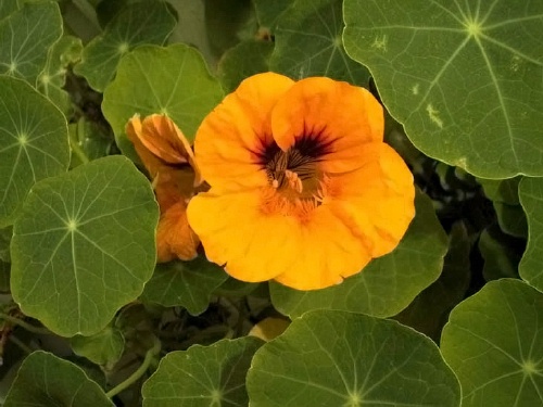 Climbing Nasturtium 