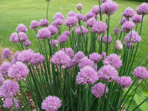 Chives (Allium schoenoprasum), perennial, 6-18" tall, prefers bright light shade, moist soil, flower is globe like with numerous florets, winter hardy and long-lived.  Chives green stakes are used to add a light onion flavor and smell. 
