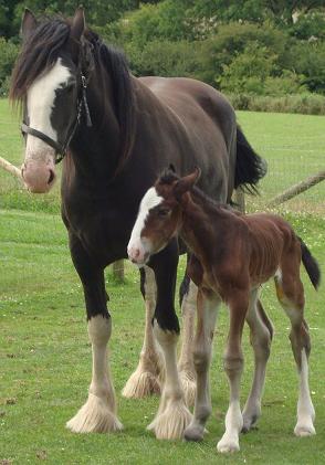 Close: The Shire horse mare and her foal in the field  