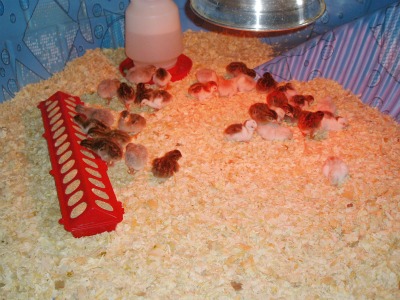 Day old keets (guinea chicks) - many different varieties