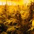 Mary Jane growing indoors Mary Jane growing indoors