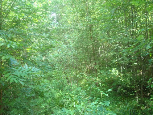 You need long rubber boots to go through Finnish forest