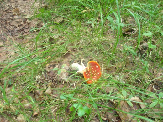 This is one of the poisonous mushroom seen in the forest 