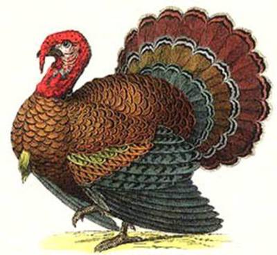 Thanksgiving Turkey Dinner Coloring Pages Color Example