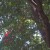 Arkansas State flag blowing in the trees
